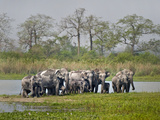 Asian Elephants (Elephas Maximus) at the Riverside  India