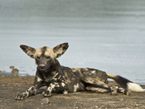 African Wild Dog (Lycaon Pictus) Lying at Riverside  Tanzania