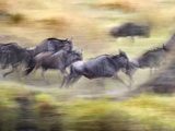 Herd of Wildebeests Running  Tanzania