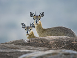 Two Klipspringers (Oreotragus Oreotragus)  Tanzania