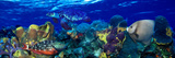 Stoplight Parrotfish (Sparisoma Viride) with a Hawksbill Turtle (Eretmochelys Imbricata) Underwater