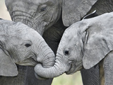 African Elephant Calves (Loxodonta Africana) Holding Trunks  Tanzania