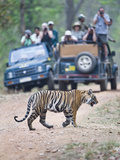 Tourists in Safari Jeeps Photographing an Bengal Tiger (Panthera Tigris Tigris)  India