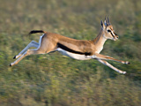 Thomson's Gazelle (Eudorcas Thomsonii) Running  Tanzania