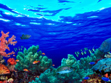 Underwater View of Pallid Triggerfish (Sufflamen Bursa)  Oriental Sweetlips (Plectorhinchus Vitt