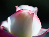 Close-Up of a Pink and White Rose  Beverly Hills  Los Angeles County  California  USA
