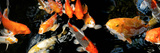 Koi Carp Swimming Underwater