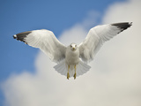 Ring Billed Gull (Larus Delawarensis) in Flight  California  USA