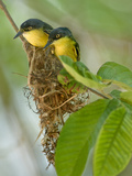 Close-Up of Two Common Tody-Flycatchers (Todirostrum Cinereum)  Brazil