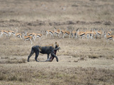 Lion (Panthera Leo) Hunting a Gazelle  Tanzania