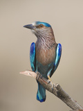 Close-Up of an Indian Roller (Coracias Benghalensis)  India