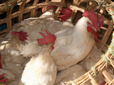 Basket Contains Chickens for Sale at Weekly Market  Chhattisgarh  India