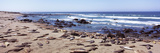 Elephant Seals on the Coast  Big Sur  California  USA