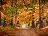 Horse Running across Road in Fall Colors