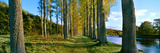 Poplar Treelined at the Riverside  River Tweed  Maxton  Newtown St Boswells  Scotland