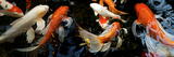 Koi Carp Swimming Underwater