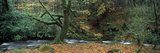 Tree at the Riverside  River Erme  Dartmoor  Devon  England