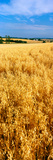 Wheat Crop in a Field  Willamette Valley  Oregon  USA