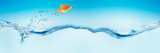 Goldfish Jumping Out of Water