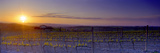 Vineyard at Dusk  Val D'Orcia  Siena Province  Tuscany  Italy