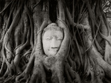 Buddha Head in the Roots of a Tree  Wat Mahathat  Ayutthaya Historical Park  Ayutthaya  Thailand