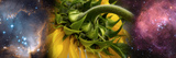 Sunflower in Cosmos