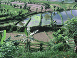 High Angle View of Rice Farming  Bali  Indonesia