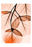 Orange Eucalyptus