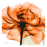 Orange Rose