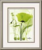 Coquelicot Vert II