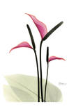 Flamingo Plant