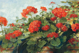 Geranium Wave