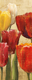 Tulip Fantasy on Cream III