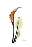 Calla Lily