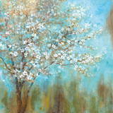 Cherry Blossoms