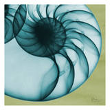 Neon Nautilus