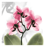 BW Orchid Orange