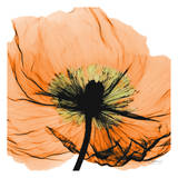 Poppy Orange