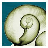 Moon Snail
