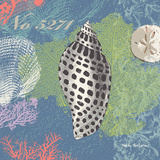 Shells on Blue