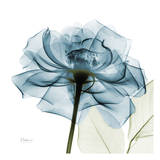 Teal Rose