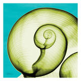 Moon Snail