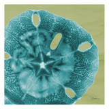 Sand Dollar