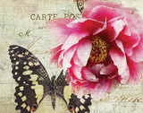 Carte Postale Peony