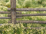 Wild Chamomile Growing around Log Fence