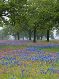 Texas Paintbrush and Bluebonnets Beneath Oak Trees  Texas Hill Country  Texas  USA