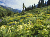 Cow Parsnip and Orange Sneezeweed Growing on Mountain Slope  Mount Sneffels Wilderness  Colorado