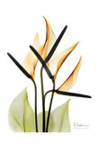 Anthurium