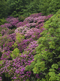 Catawba Rhododendron and Mountain Ash Growing in Forest
