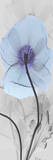 Iceland Poppy